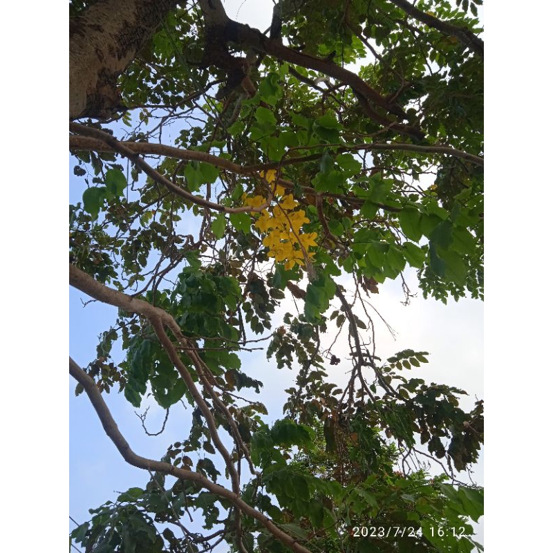 

100 GRAM BIJI ASAM TRENGGULI ASEM TENGGULI CASSIA FISTULA KAYU RAJA