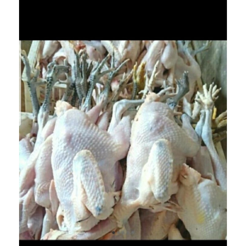 

AYAM KAMPUNG FROZEN