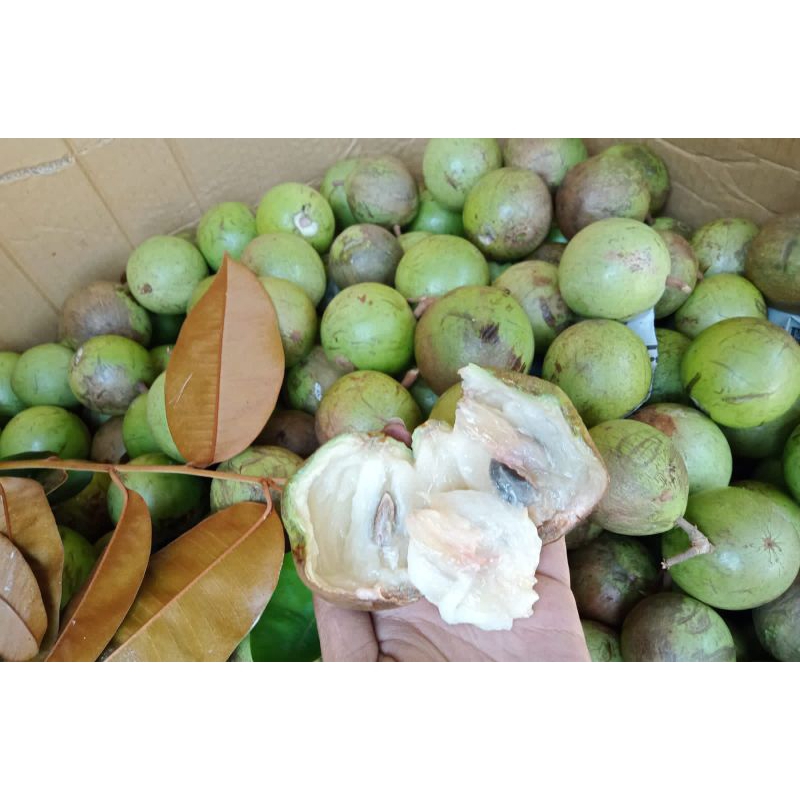 

kenitu/sawo susu/manecu