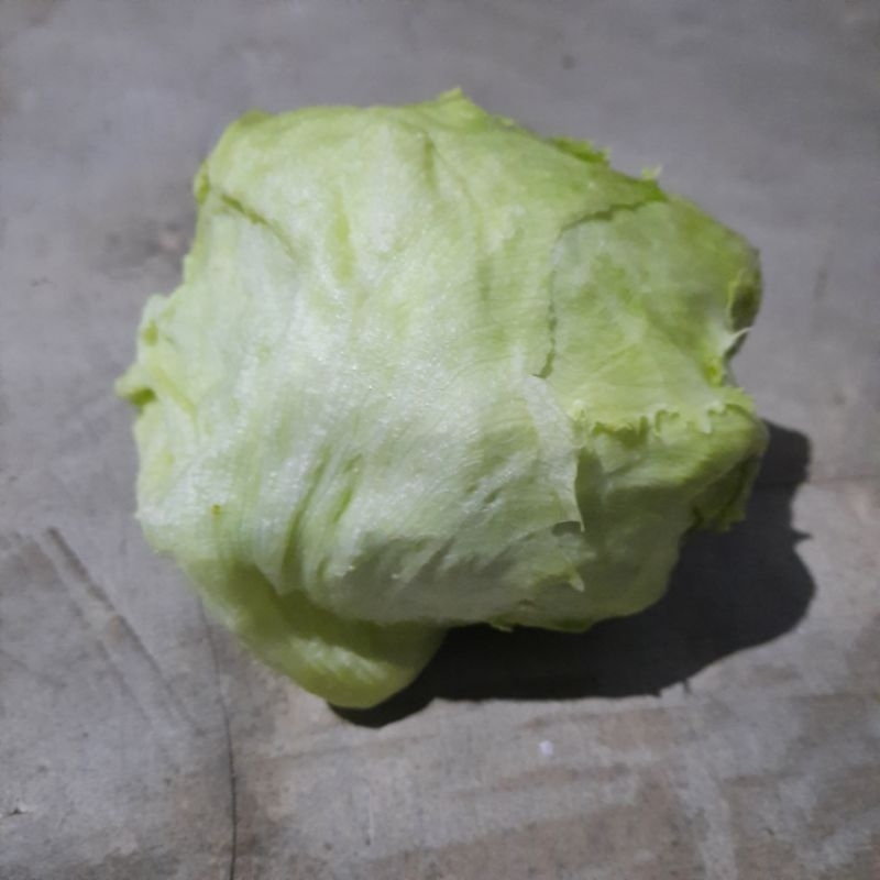 

letus 500 gram