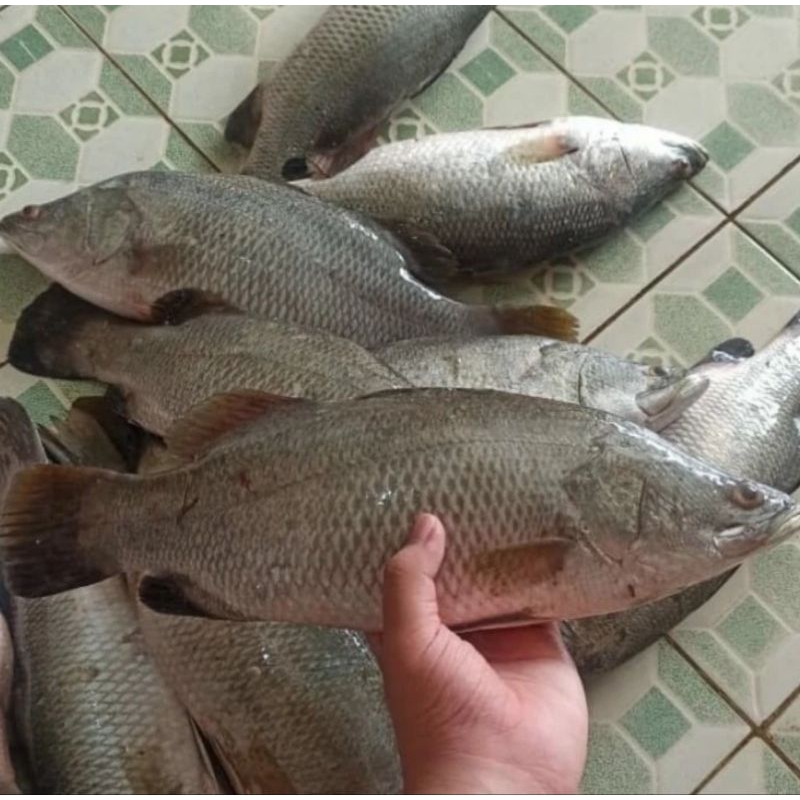 

IKAN KAKAP PUTIH FRESH GRADE A_1KG