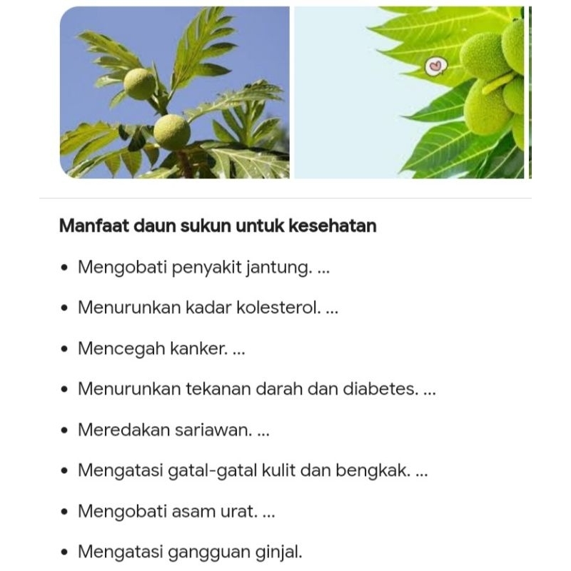 

Daun Sukun Kering