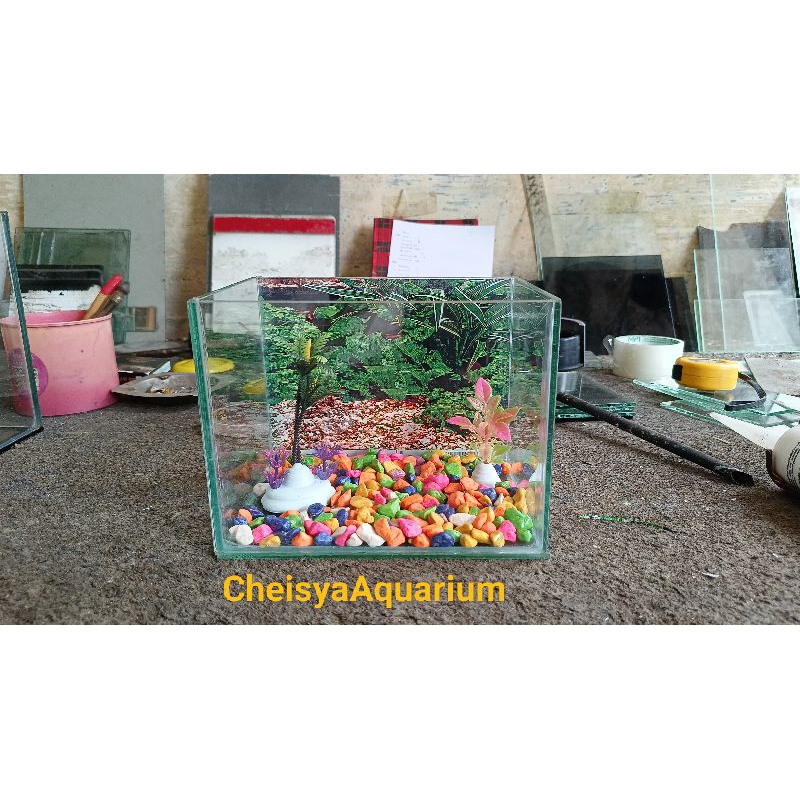 aquarium mini kaca aquarium murah plus background batu tanaman ukuran 20x15x15