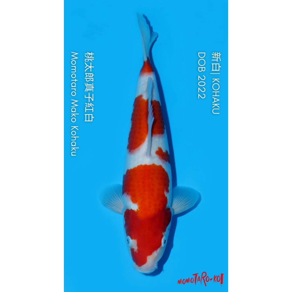 Ikan Koi Import ID23 - Kohaku 34BU - Momotaro Koi Farm