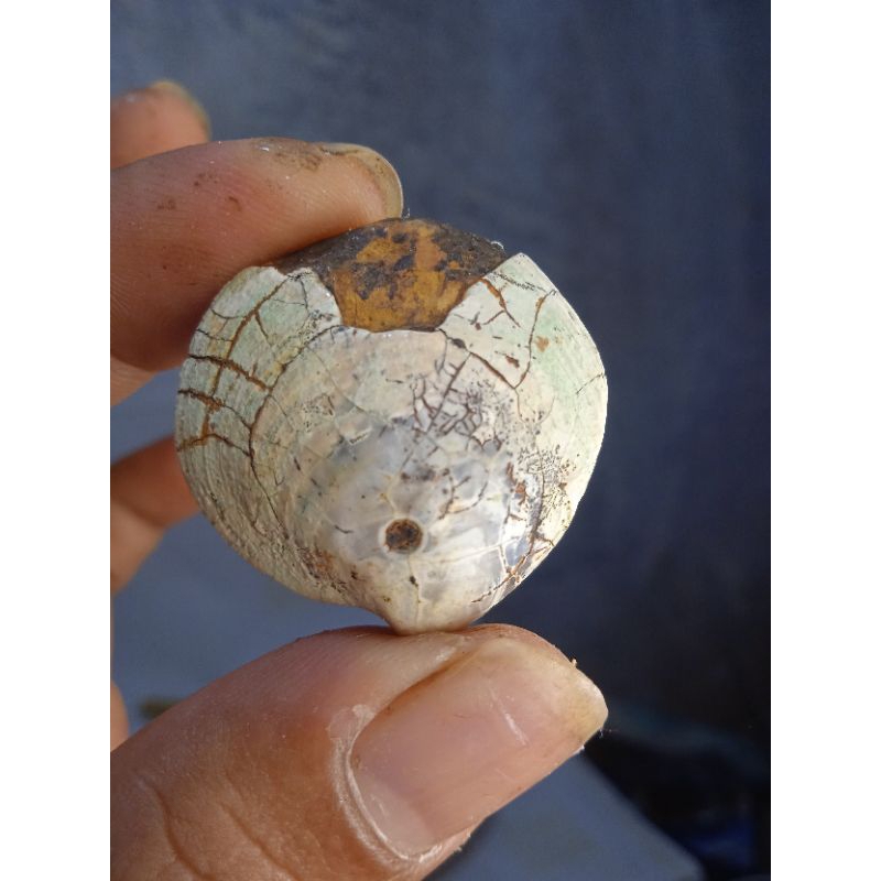 natural batu fosil kerang