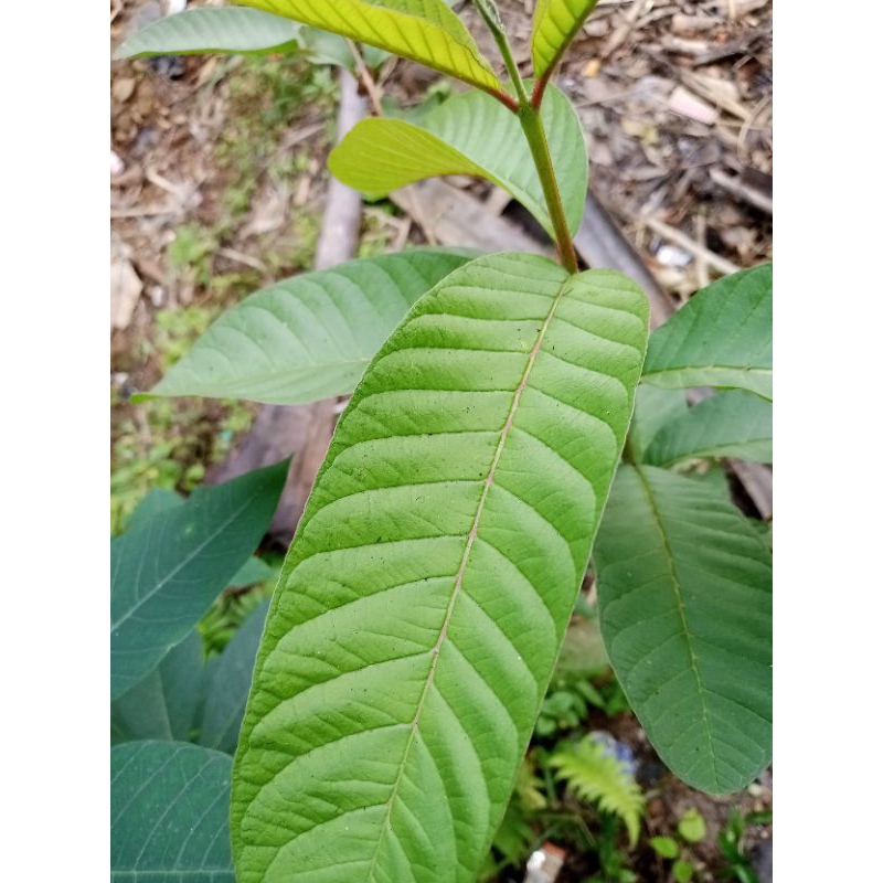 

Jual Daun Jambu Batu Jumbo Perlembar Petik Langsung
