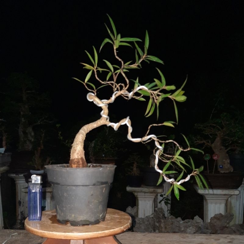 bonsai beringin california