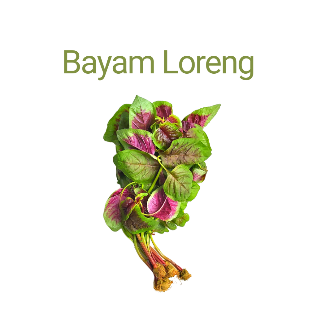 

Bayam Loreng Hydroponic