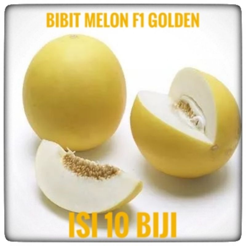 bibit melon golden F1