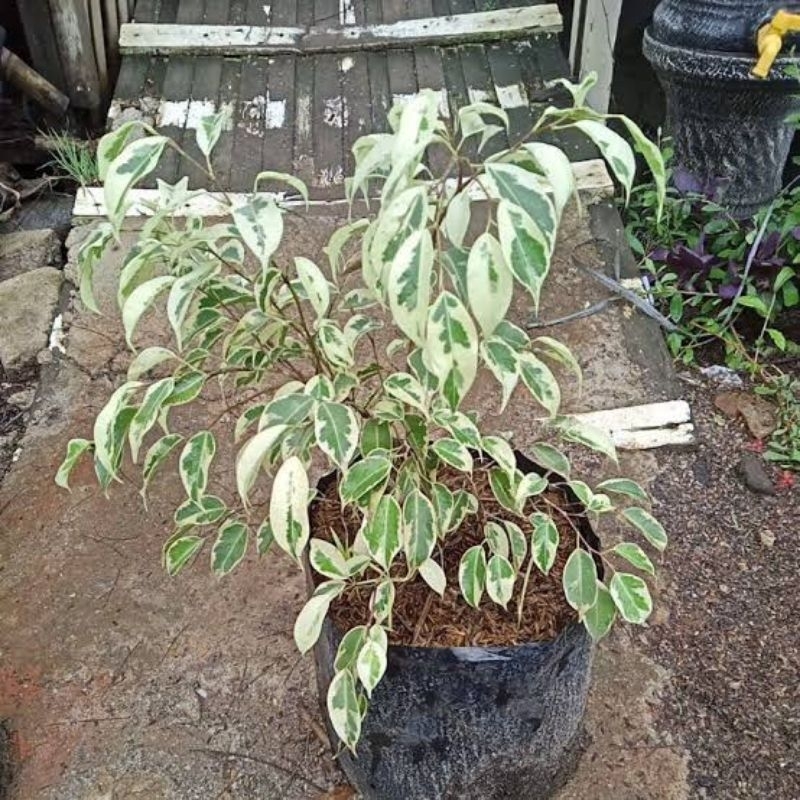 Beringin Putih Tanaman Hias Beringin Putih Ficus Benjamina