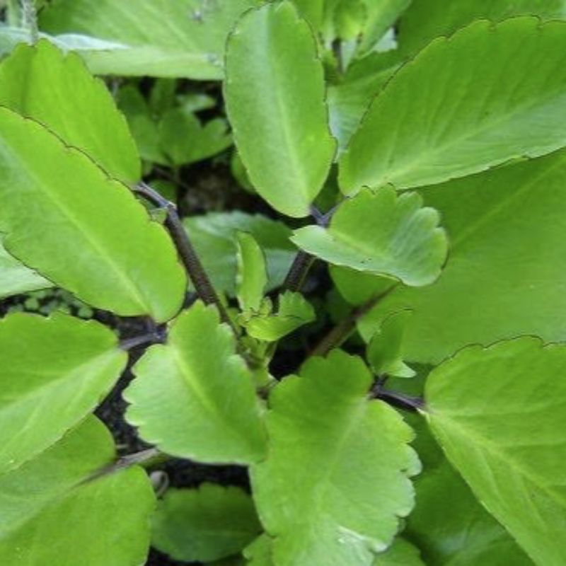 

Daun Cocor Bebek Frest Segar 250 Gram Alami