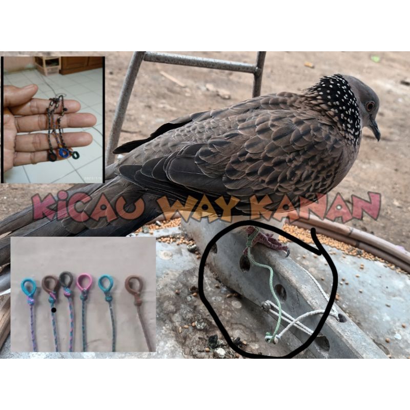 Tali burung tekukur tali kaki pikat tekukur tali di anyam