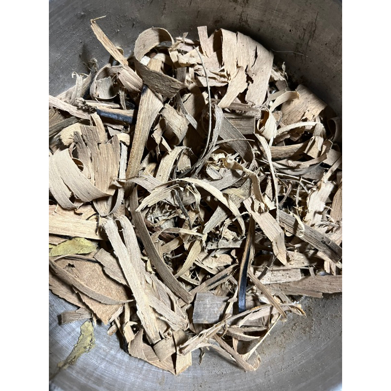 

Biadara Laut / Widara Laut