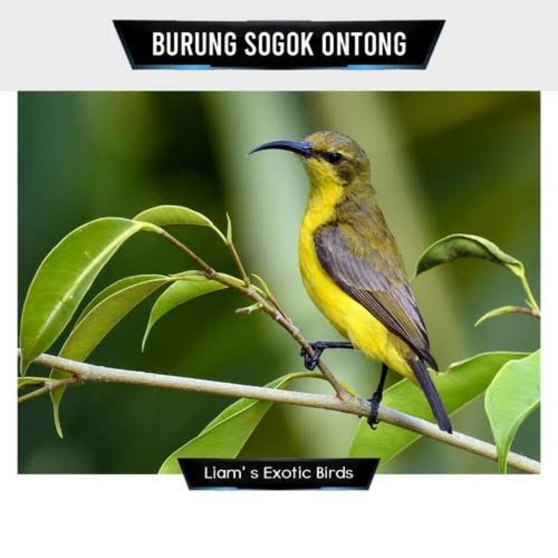 Sogon sogok ontong jantan