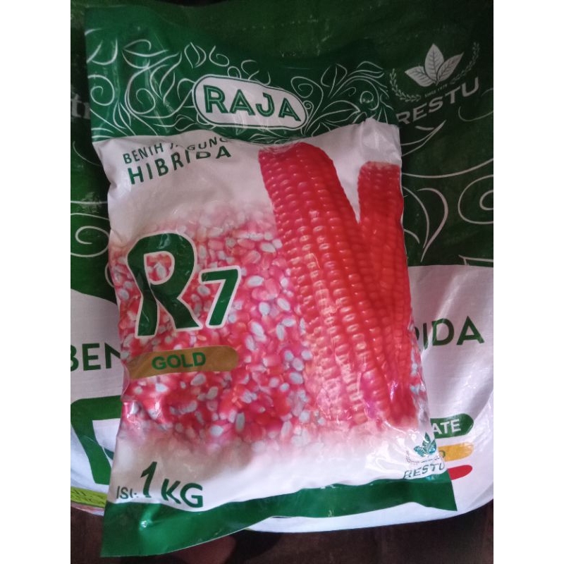 Benih jagung R7