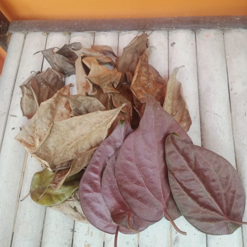 Daun Sirih Merah Kering 100 gr