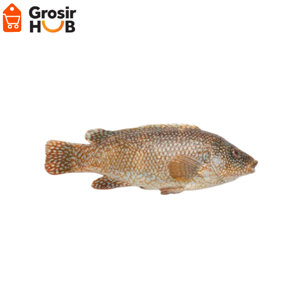 

Ikan kerapu segar 1kg