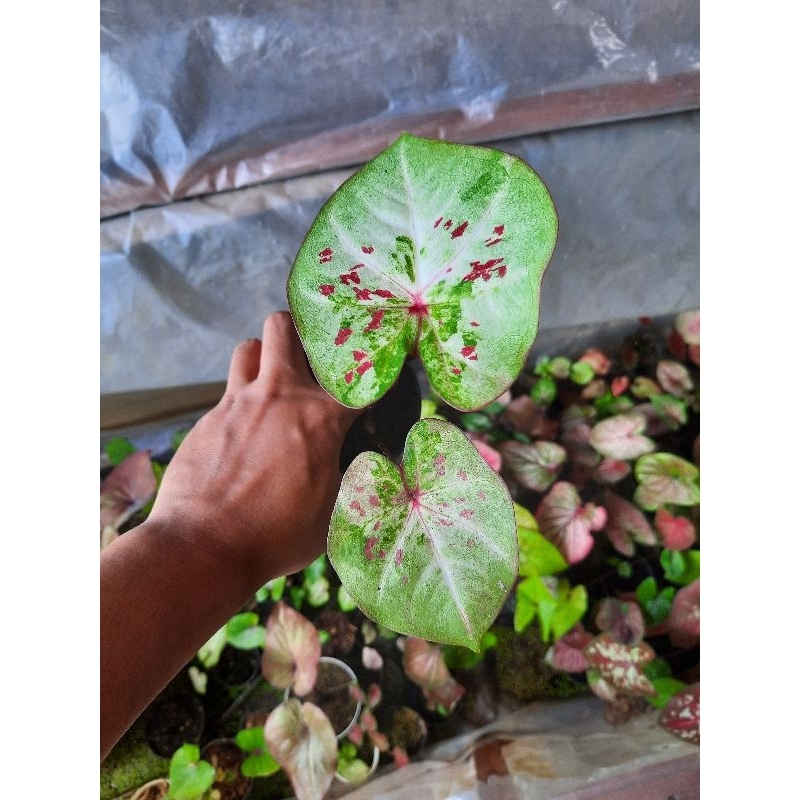 Caladium H02