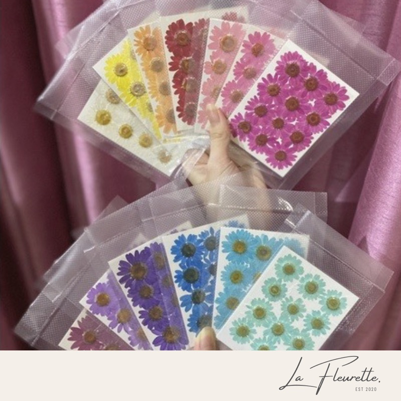 READY STOCK 12pcs Bunga Daisy Kering