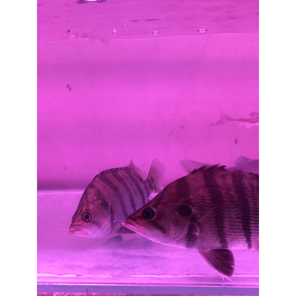 Replika Datz Silver / Hiasan Aquarium Datz Silver / Datz Sumatera