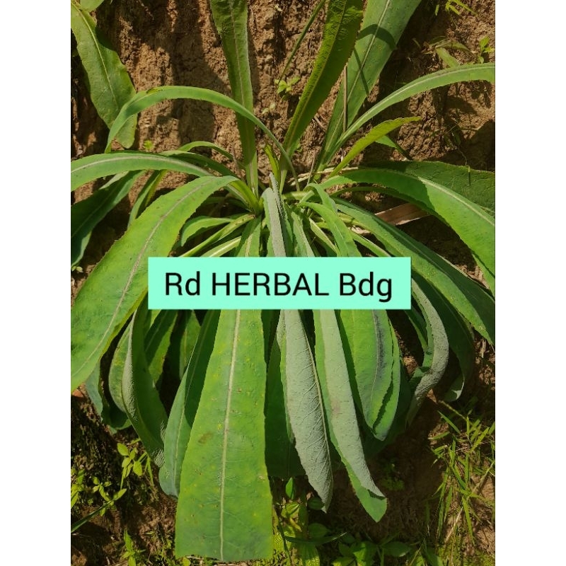 

Daun camawak tempuyung sawah segar 500 g