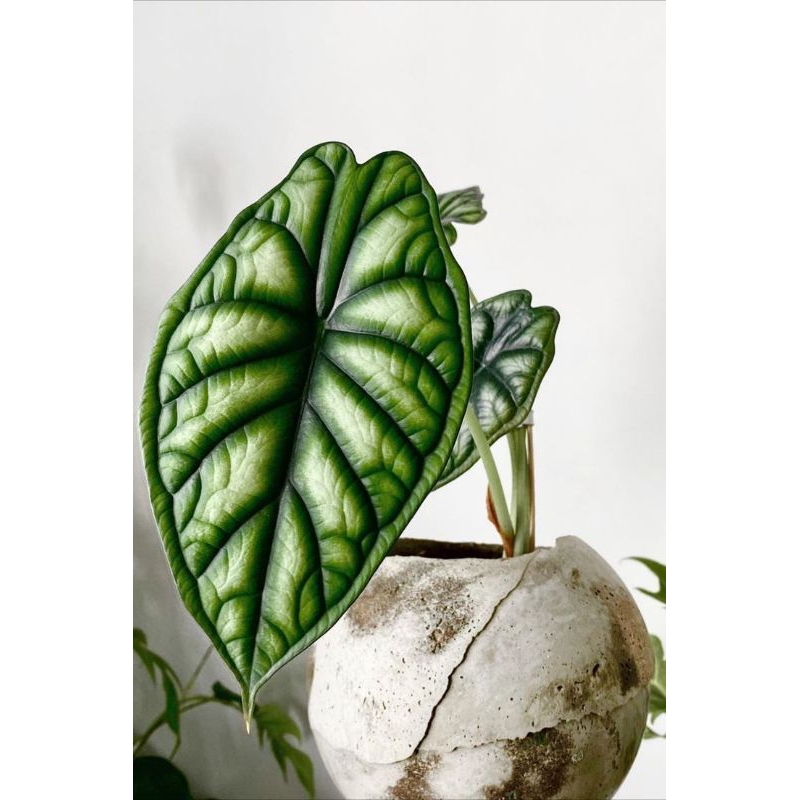 3 Bunga Keladi Tengkorak Bibit Biji Benih