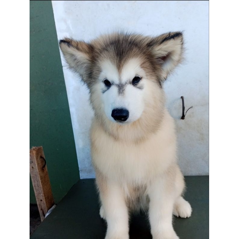 Alaskan malamute puppy