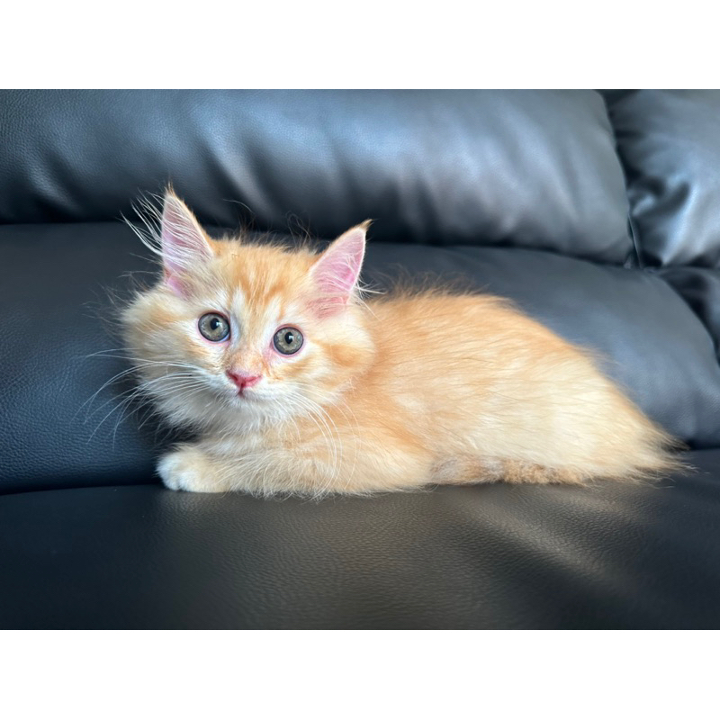 kucing kitten persia medium mix mainecoon orange red marble jantan