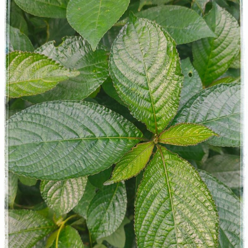 

DAUN KEJI BELING