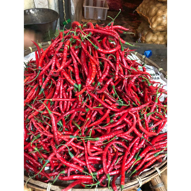 

CABE KERITING MERAH DAN HIJAU 250GRAM