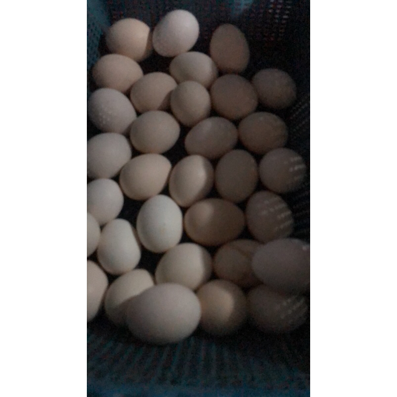 

telur dino