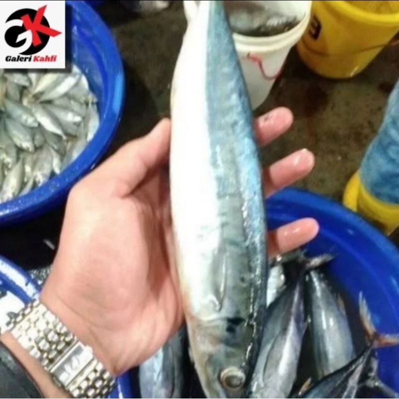 

IKAN SALEM FRESH Berkualitas GRADE A / ANEKA IKAN LAUT SEGAR / SEAFOOD / IKAN SEGAR