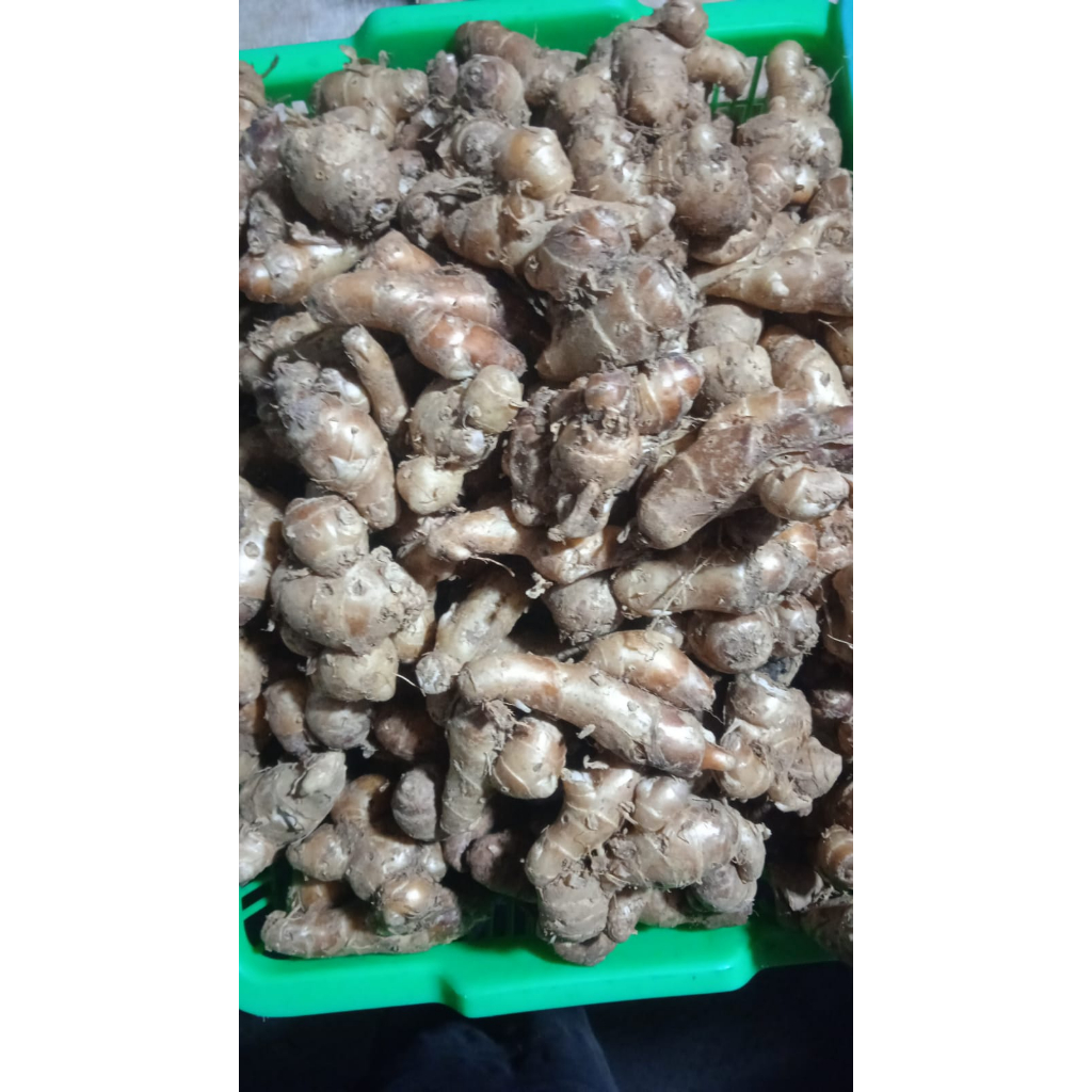 

Kencur 250gr