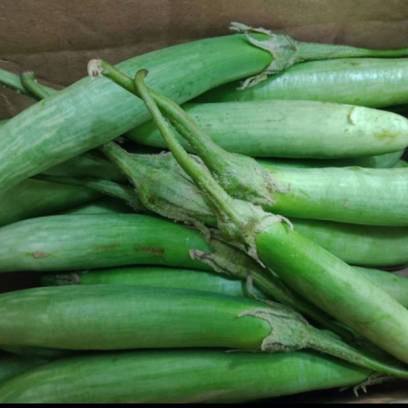 

Terong Telunjuk Medan 250 gr