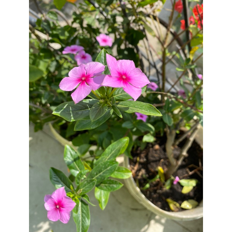 Bibit tanaman hias bunga vinca / tapak dara