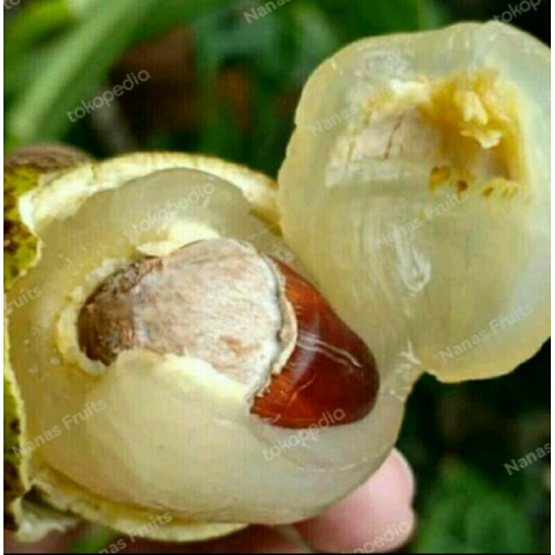 Bibit Buah Langka Matoa Papua Rasa Buah Manis Enak Unik Aroma Kelengkeng Durian Genjah Cepat Berbuah