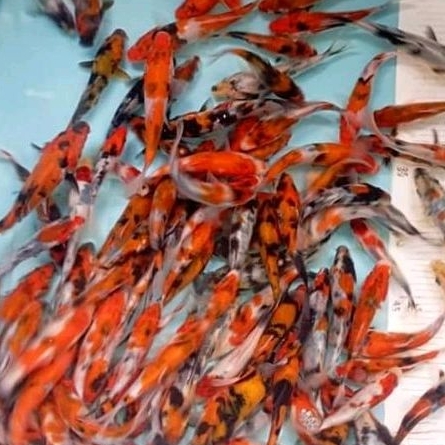 Hiasan kolam Koi Mix