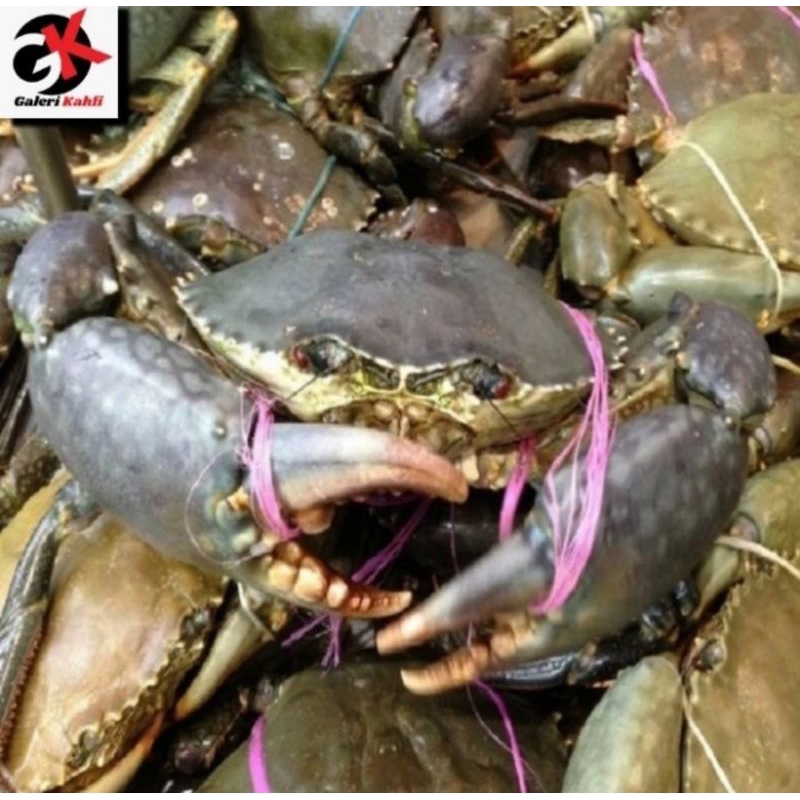 

KEPITING BESAR FRESH Berkualitas GRADE A - 1KG Isi 2-3 / ANEKA SEAFOOD SEGAR / KEPITING BESAR SEGAR / KEPITING HIDUP