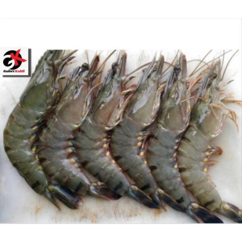 

UDANG PANCET / WINDU FRESH Berkualitas GRADE A - 1KG Isi 30-35 / ANEKA SEAFOOD SEGAR / UDANG BESAR SEGAR / UDANG SUPER / ANEKA IKAN LAUT SEGAR