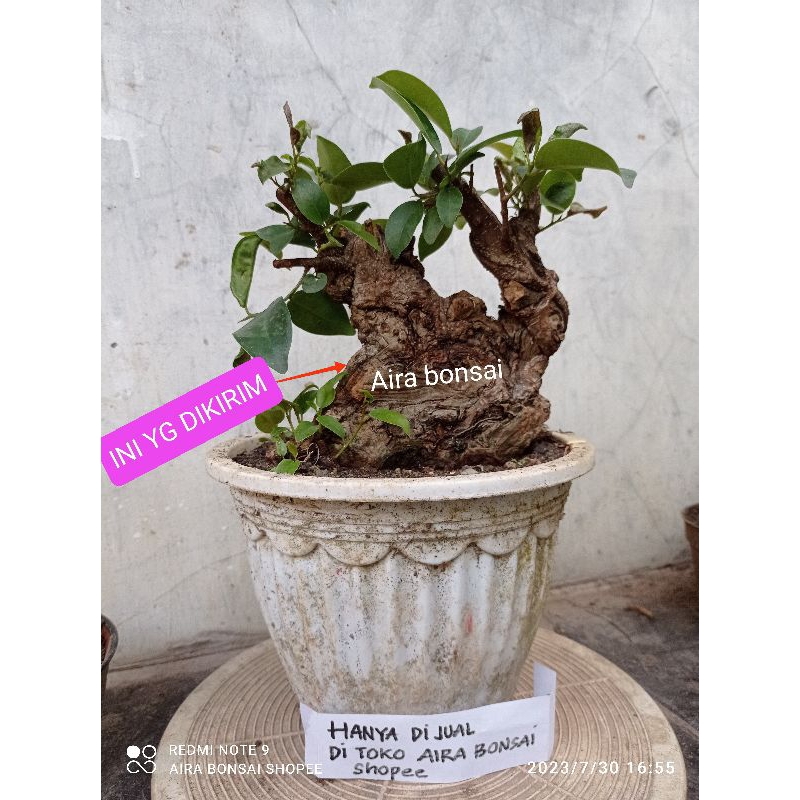bahan bonsai iprik dongkelan subur