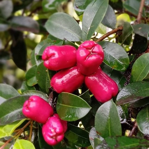 Bibit Tanaman Buah Jambu Air Lily Pili (Sudah Berbunga / Berbuah)