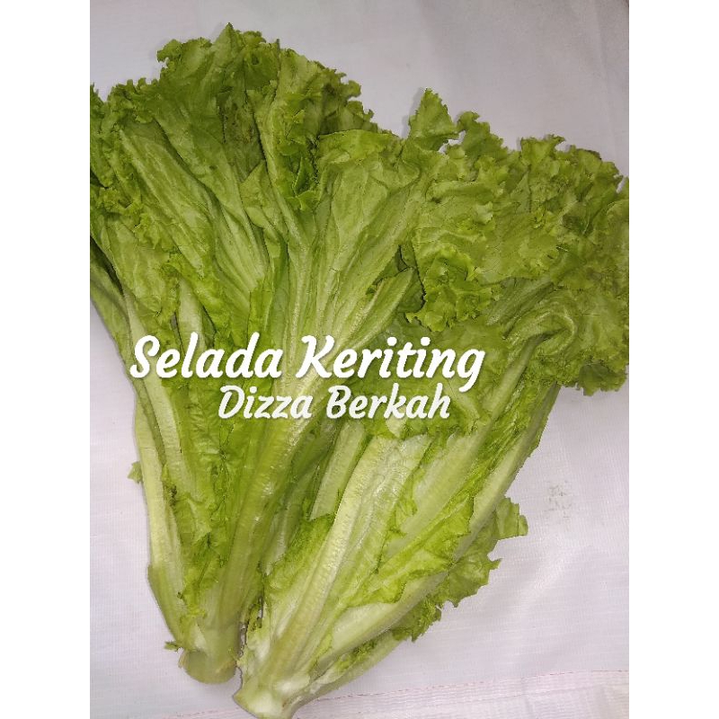 

SELADA KERITING/250gr/fresh/bagus/Dizza Berkah