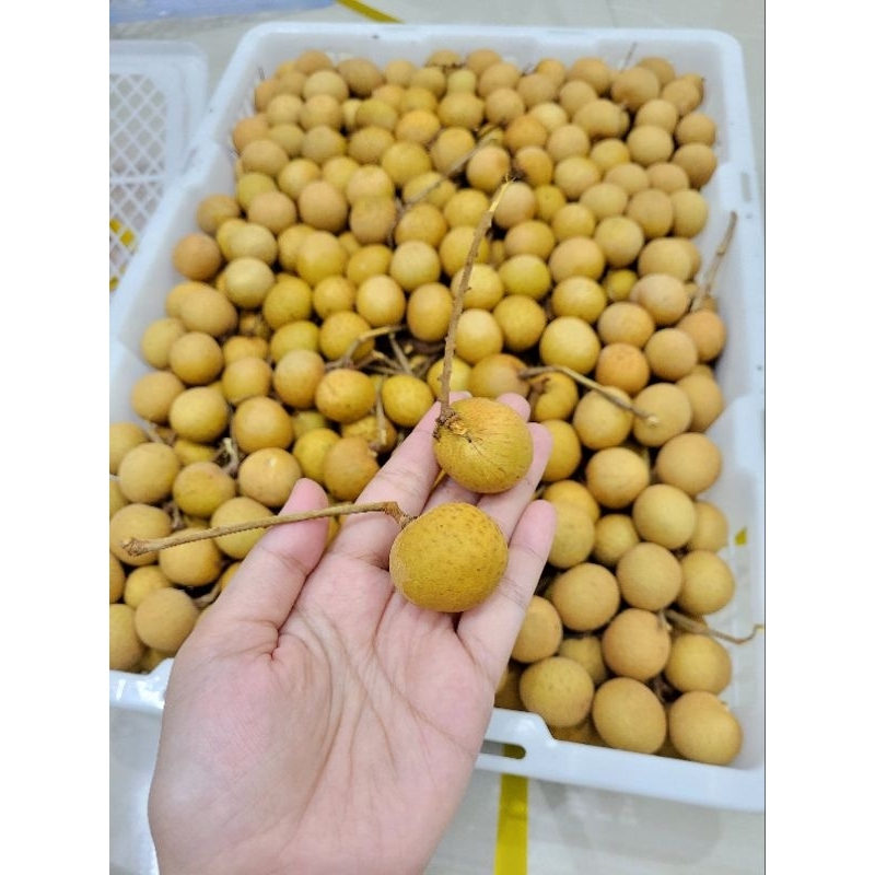 

Lengkeng Bangkok Premium Manis