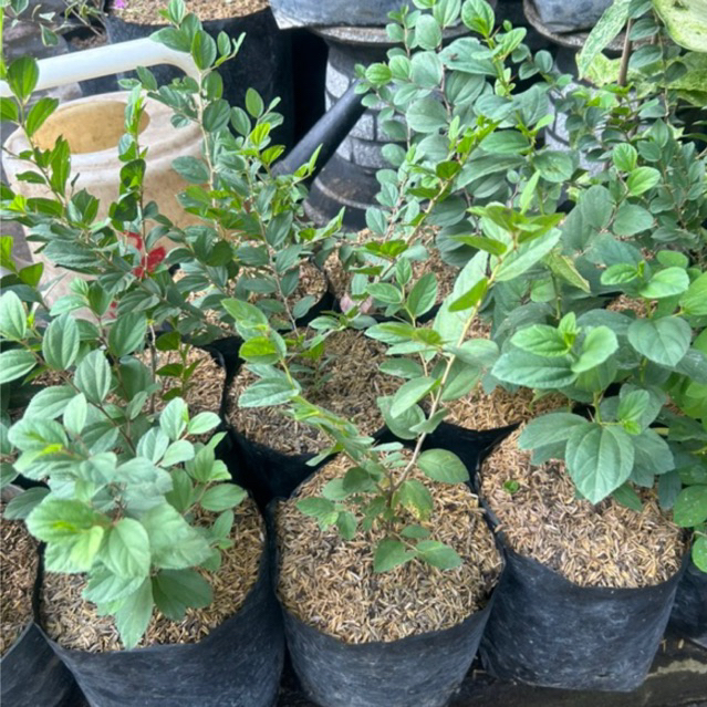 Tanaman Bidara / Daun Bidara / Pohon bidara / Bidara REAL PICT