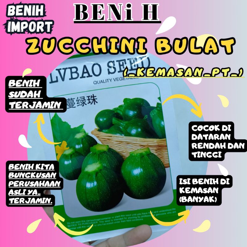 BENIH ZUCCHINI BULAT BERKUALITAS TINGGI