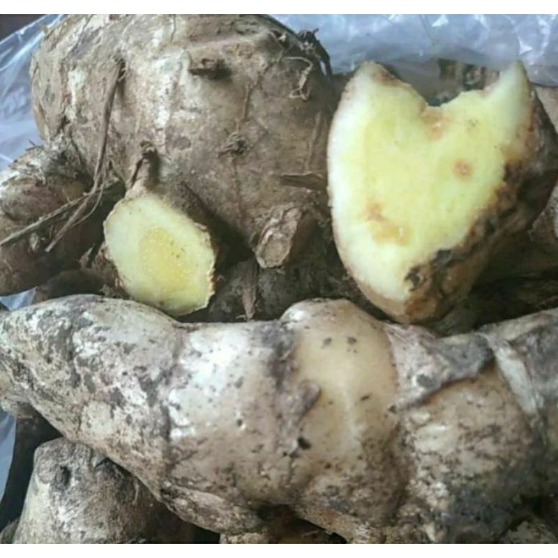 

RIMPANG TEMU MANGGA PAOH kg
