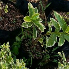 Sancang golden varigata kecil bahan bonsai.