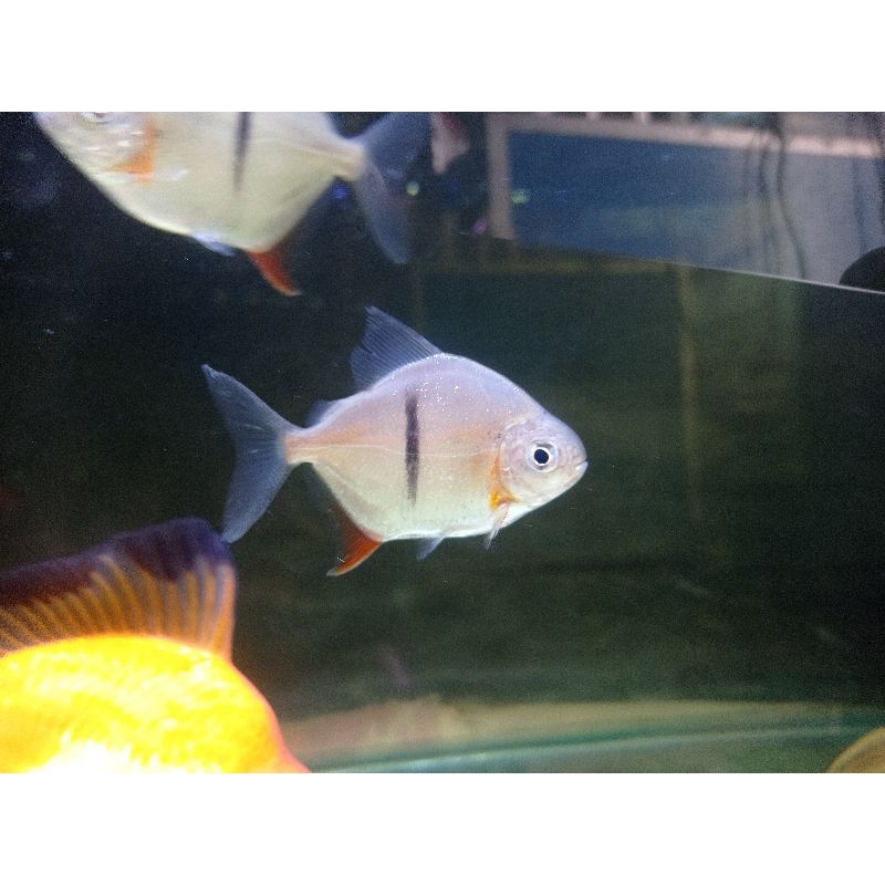 Myleus Thin bar / Dollar Thinbar