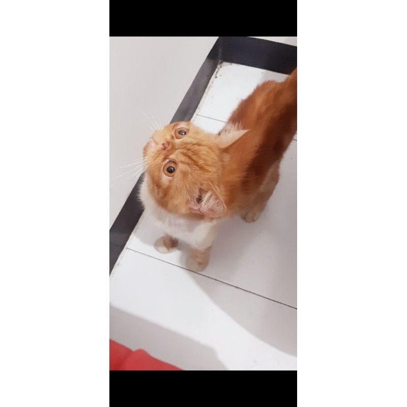 peaknose