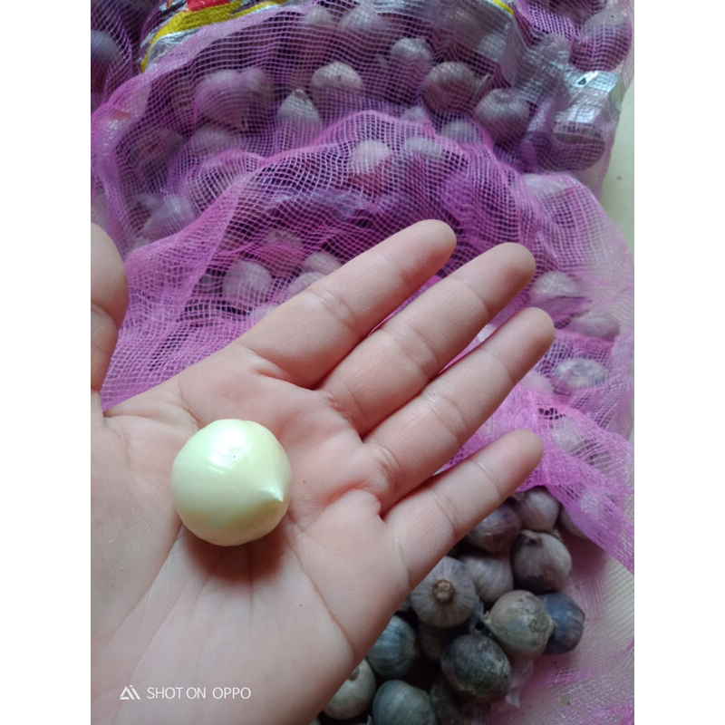

bawang putih tunggal